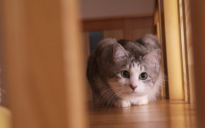 1658798685192866.png 圖片1.png