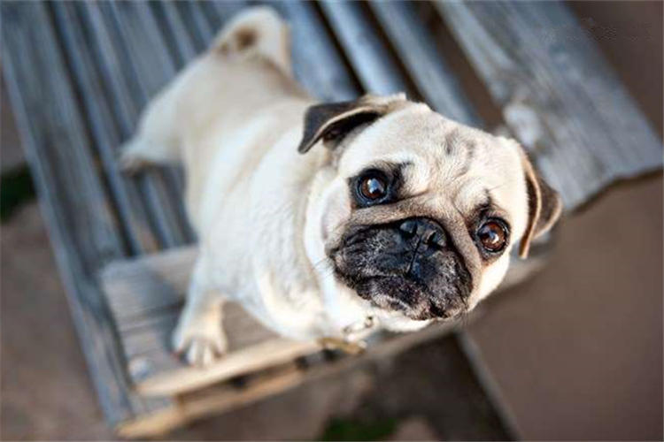 寵物濕巾功能大！不信你看看